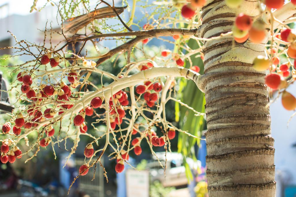 Areca Homestay Хойан Экстерьер фото