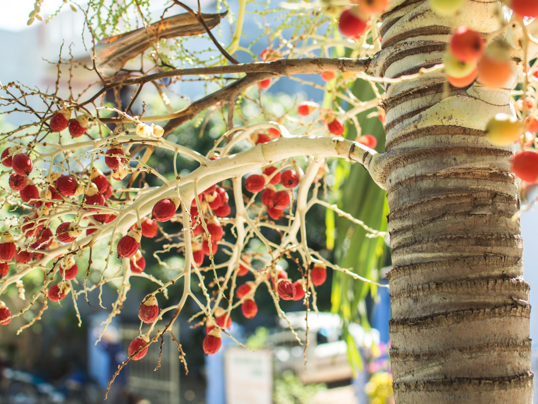 Areca Homestay Хойан Экстерьер фото